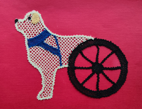Un chien dentelle avec un harnais bleu et un chariot pour soutenir ses pattes arrières paralysée